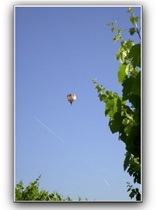 Balloon over vineyard